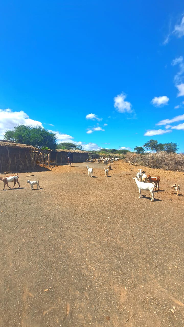 Wide view of a goat herd crossing an open boma under a blue sky