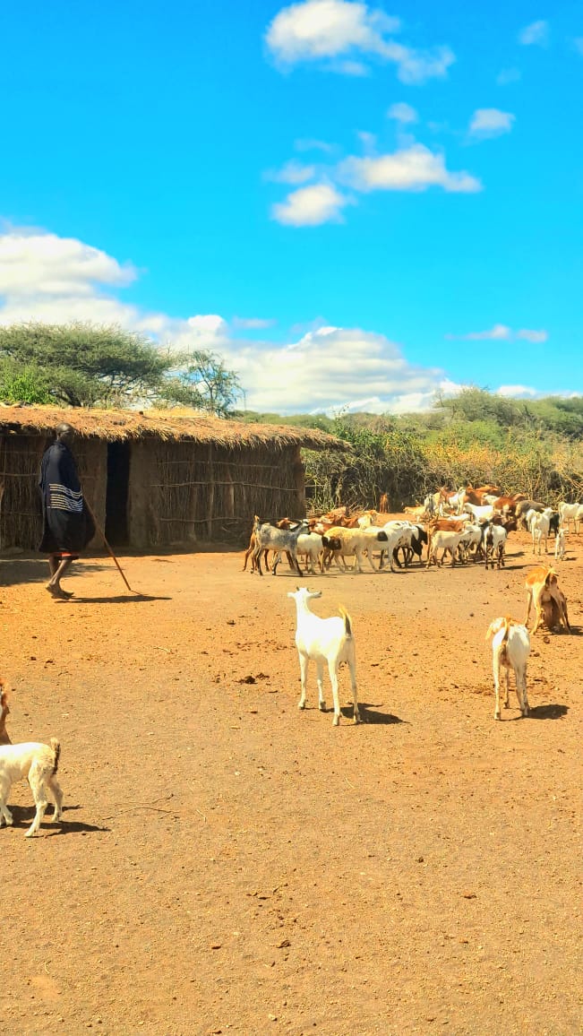 Herder walking his goats past thatched homestead huts