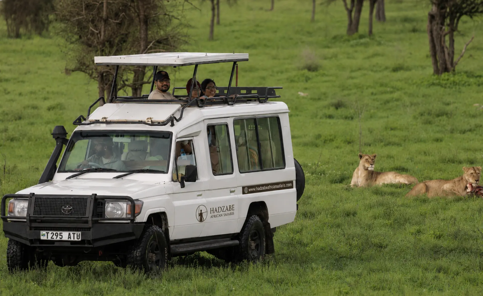 Guests in a Hadzabe Tribe African Safaris pop-top Land Cruiser watching two lionesses on green grass