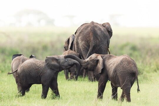 Taking children on safari in Tanzania