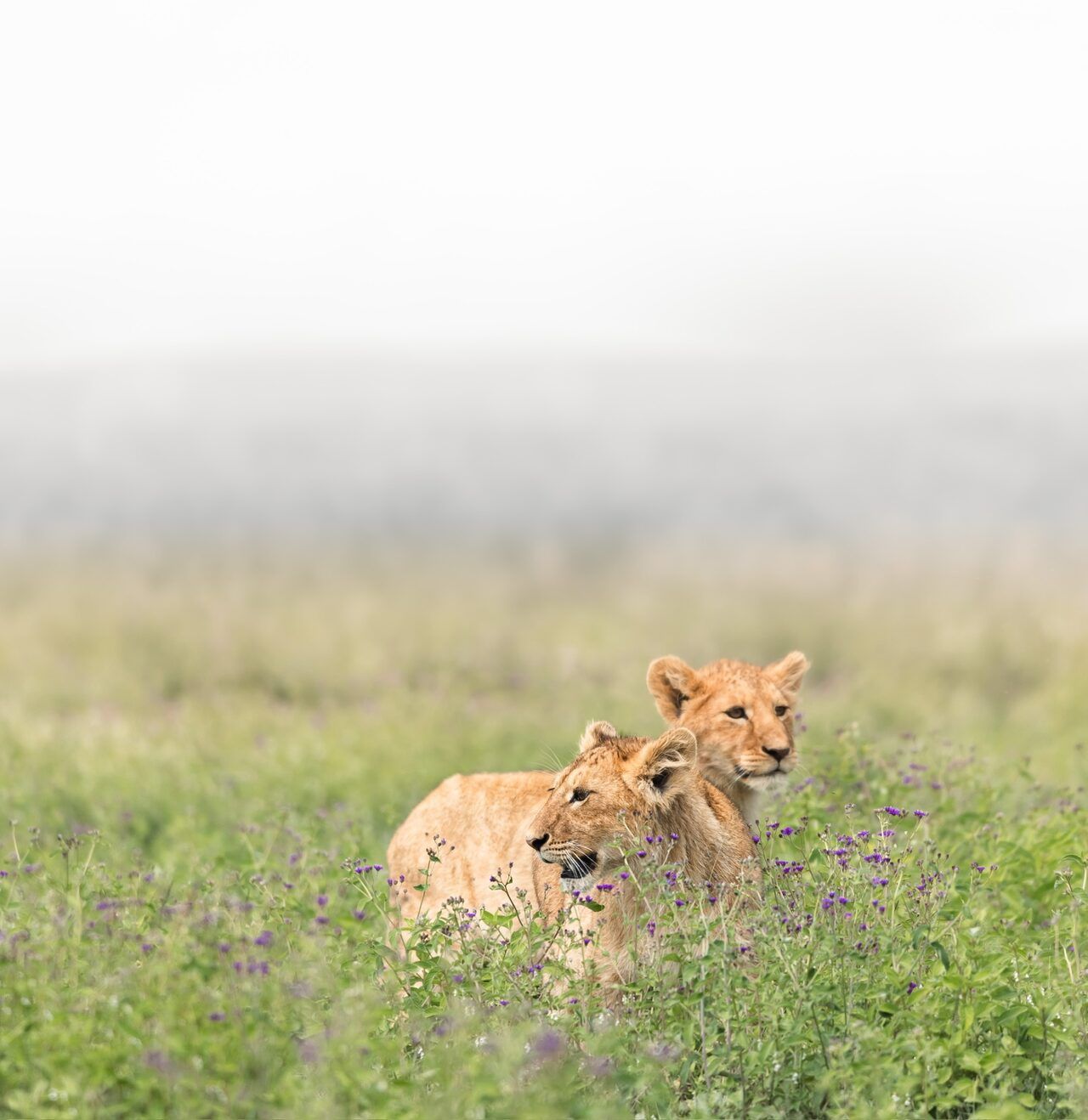 In defence of the green season
