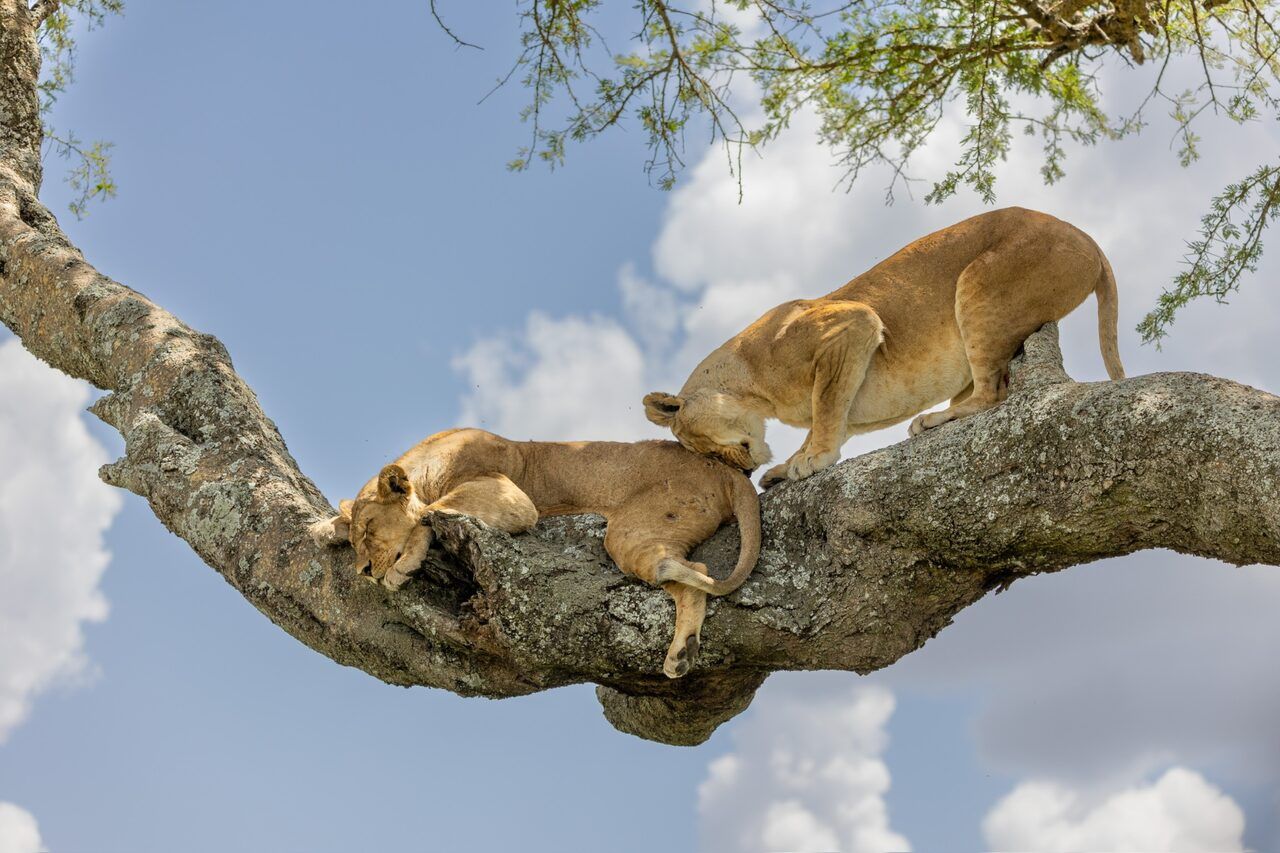 Lake Manyara and its tree-climbing lions