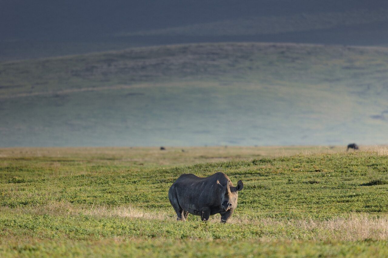Ngorongoro Crater in one day